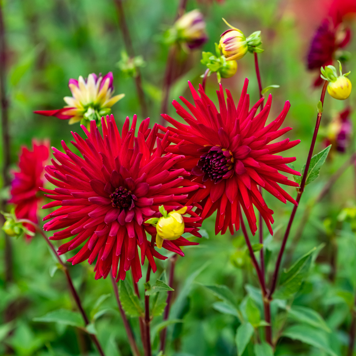 Dahlia Cactus - Sure Thing - 1 bulb p-pack