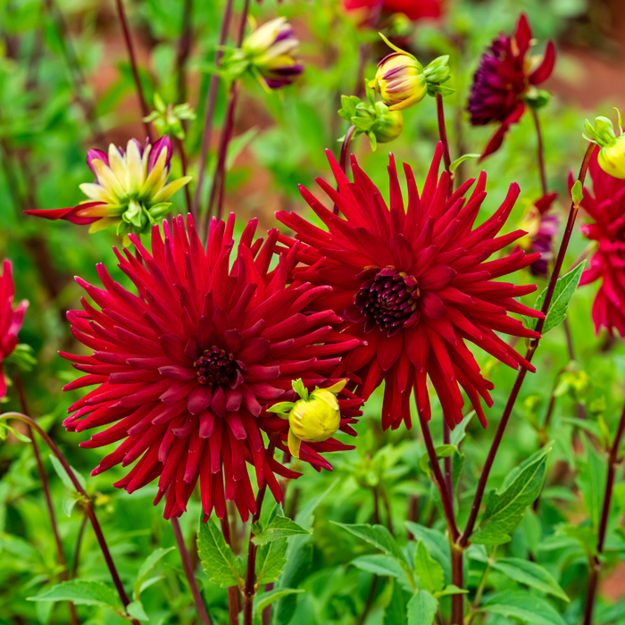 Dahlia Cactus - Sure Thing - 1 bulb p-pack