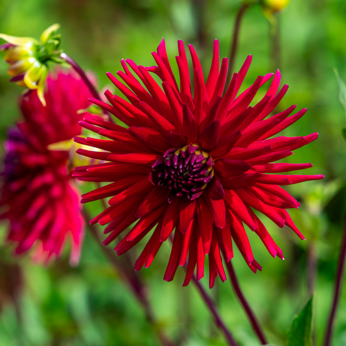 Dahlia Cactus - Sure Thing - 1 bulb p-pack
