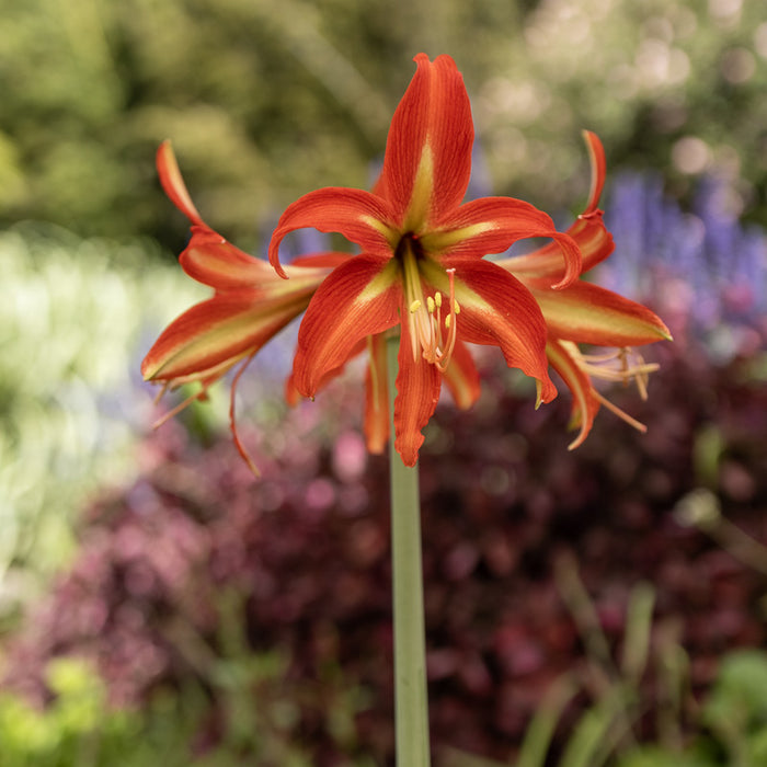 Amaryllis Sonatini - Swazi™ - 1 bulbs p-pack