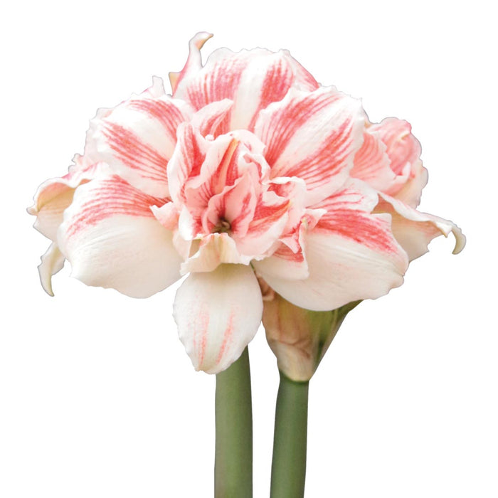 Amaryllis Symphony Double- Sweet Dreams® - 1 bulb p-packet