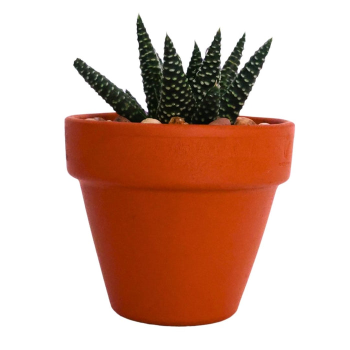 Mini Decorative Indoor Plant Pot – Assorted Styles