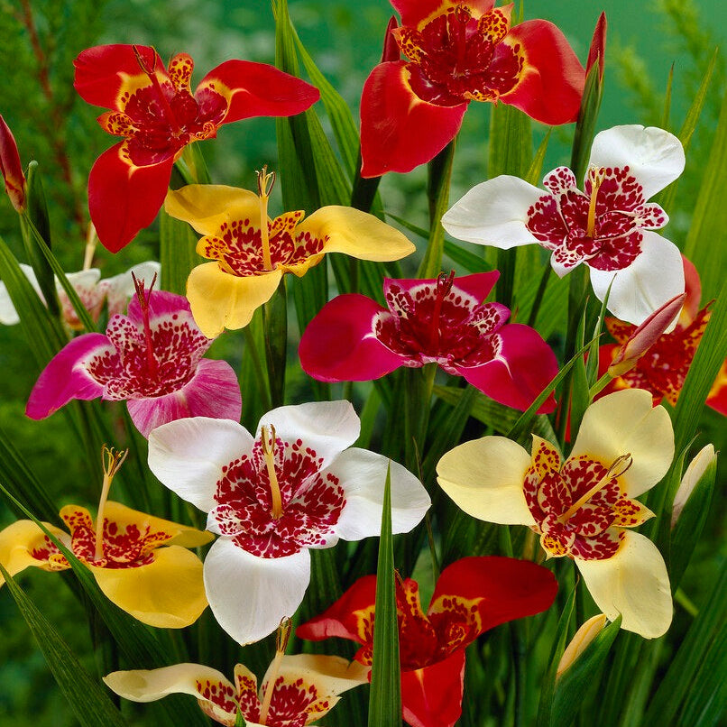 Tigridia
