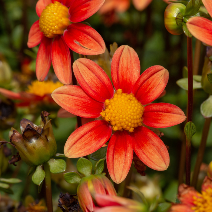 Dahlia Top Mix - Orange - 2 bulbs p-pack