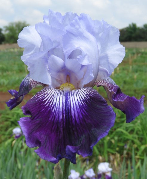 Bearded Iris - Total Obsession - 2 plants p-pack