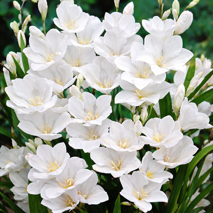 Tritonia 'Bridal Veil' - 25 bulbs p-pack
