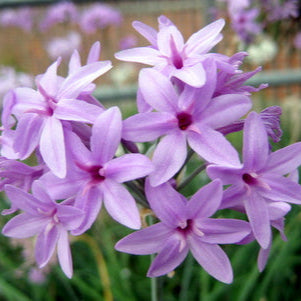 Tulbaghia