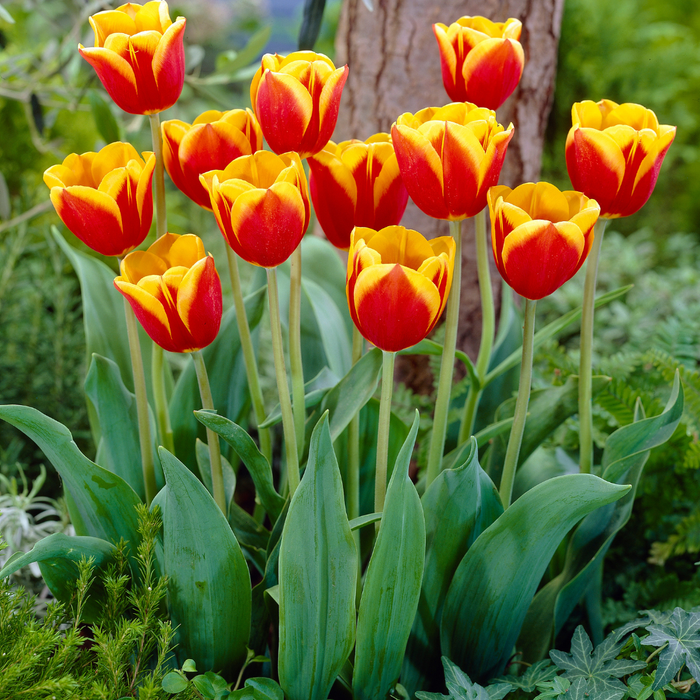 Tulips - Denmark - 10 bulbs p-pack