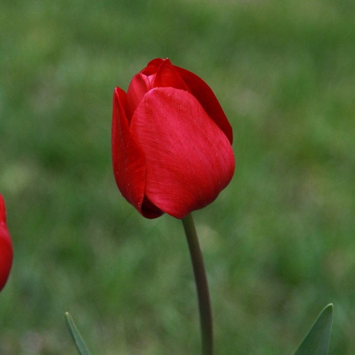 Tulips - Curry- 10 bulbs p-pack