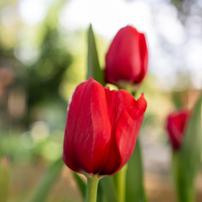 Tulips - Curry- 10 bulbs p-pack