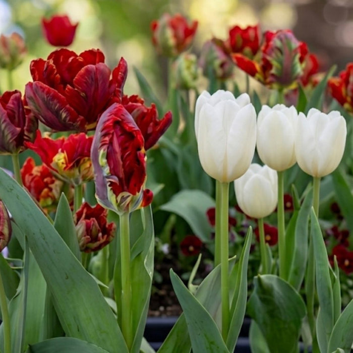 Cold-Treated Tulips - Classic Red & White Mix- 12 bulbs p-pack
