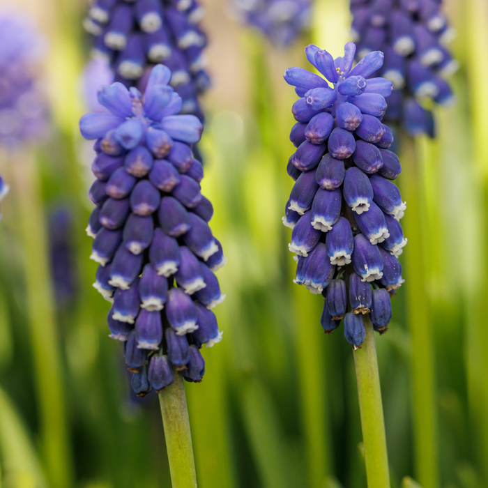 Muscari - Night Eyes - 15 bulbs p-pack