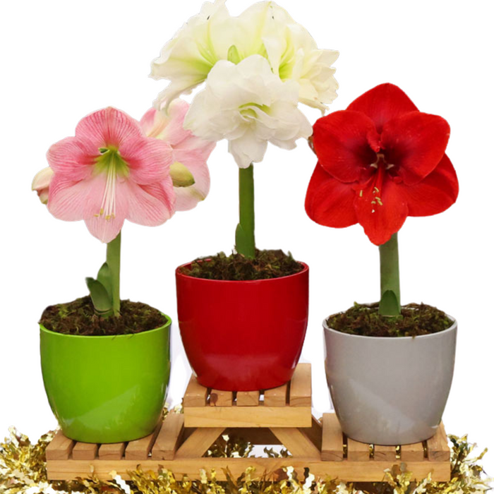 Potted Hippeastrum (amaryllis) - Choose Your Festive Colour Combo