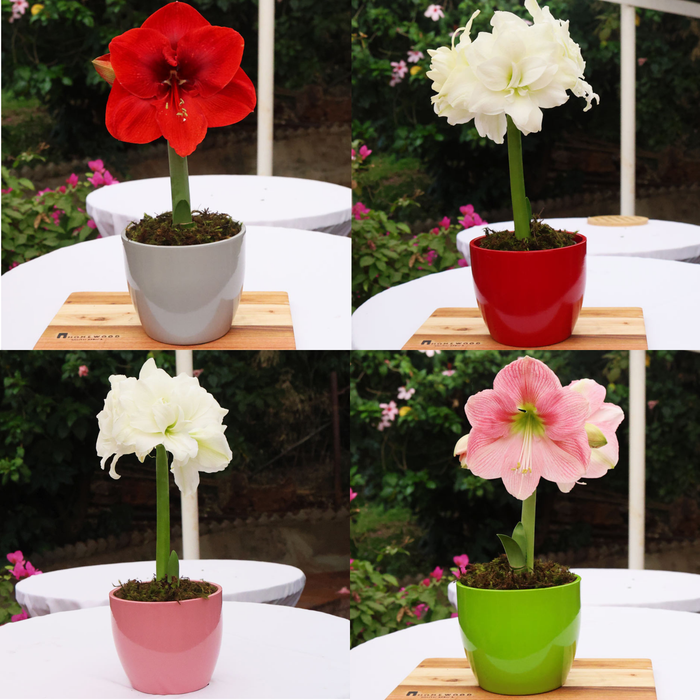 Potted Hippeastrum (amaryllis) - Choose Your Festive Colour Combo