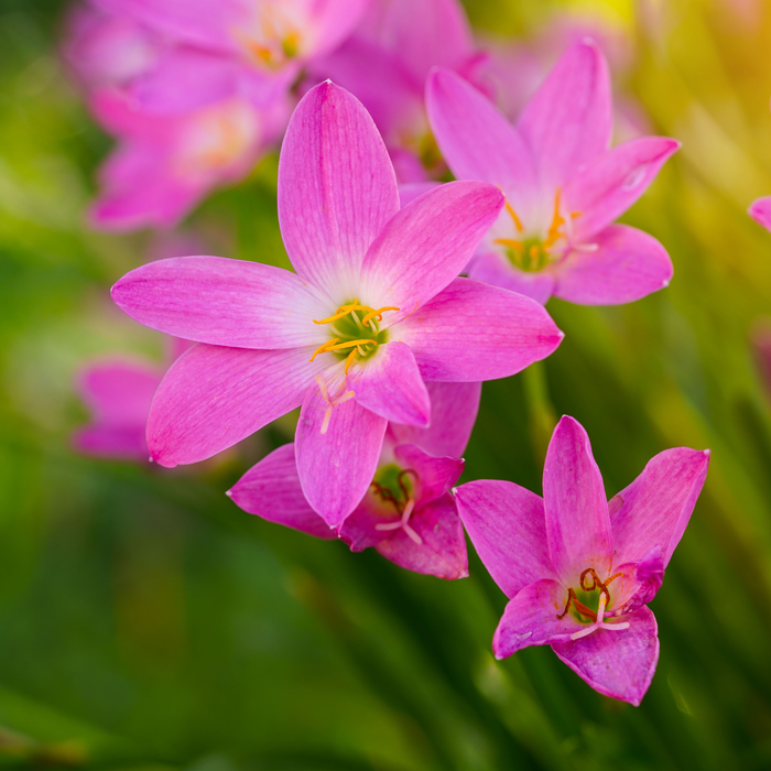 Zephyranthes robusta ( rain lily) - Pink - 30 bulbs p-pack