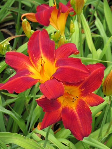 Hemerocallis (daylily) - Vagabond King - 2 plants p-pack