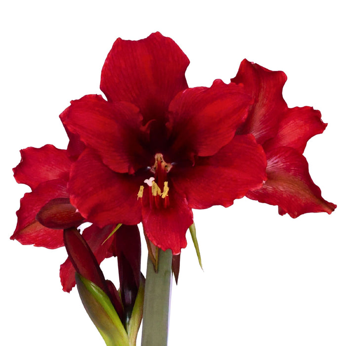 Hippeastrum (amaryllis) Sonata - Vesper - Red - 1 bulb p-pack