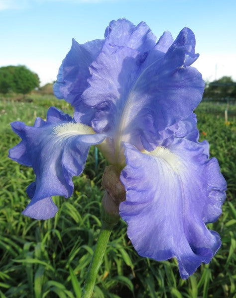 Bearded Iris - Victoria Falls - 1 plant