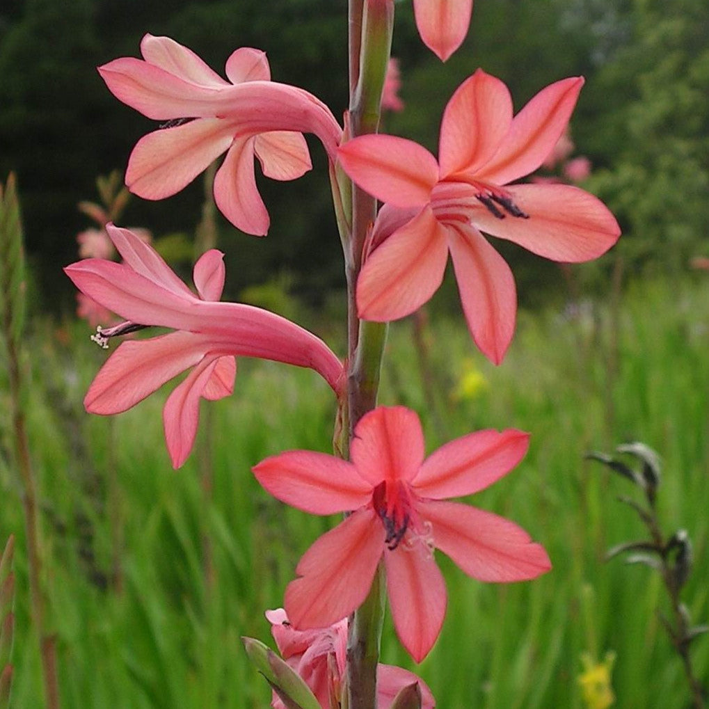 Watsonia Meriana - Aphrodite - 5 bulbs p-pack — Hadeco.co.za