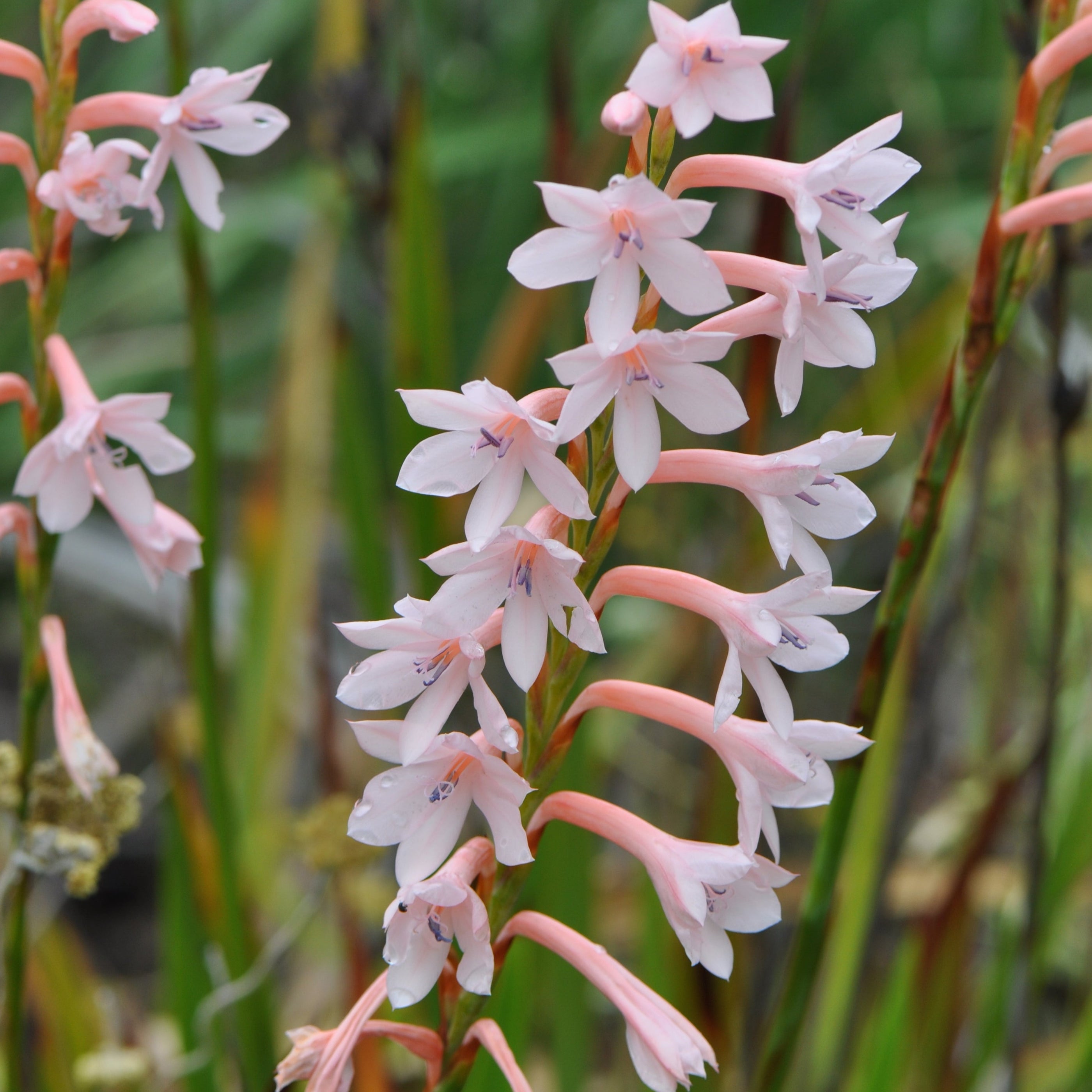 Watsonia borbonica - Helena- 5 bulbs p-pack — Hadeco.co.za
