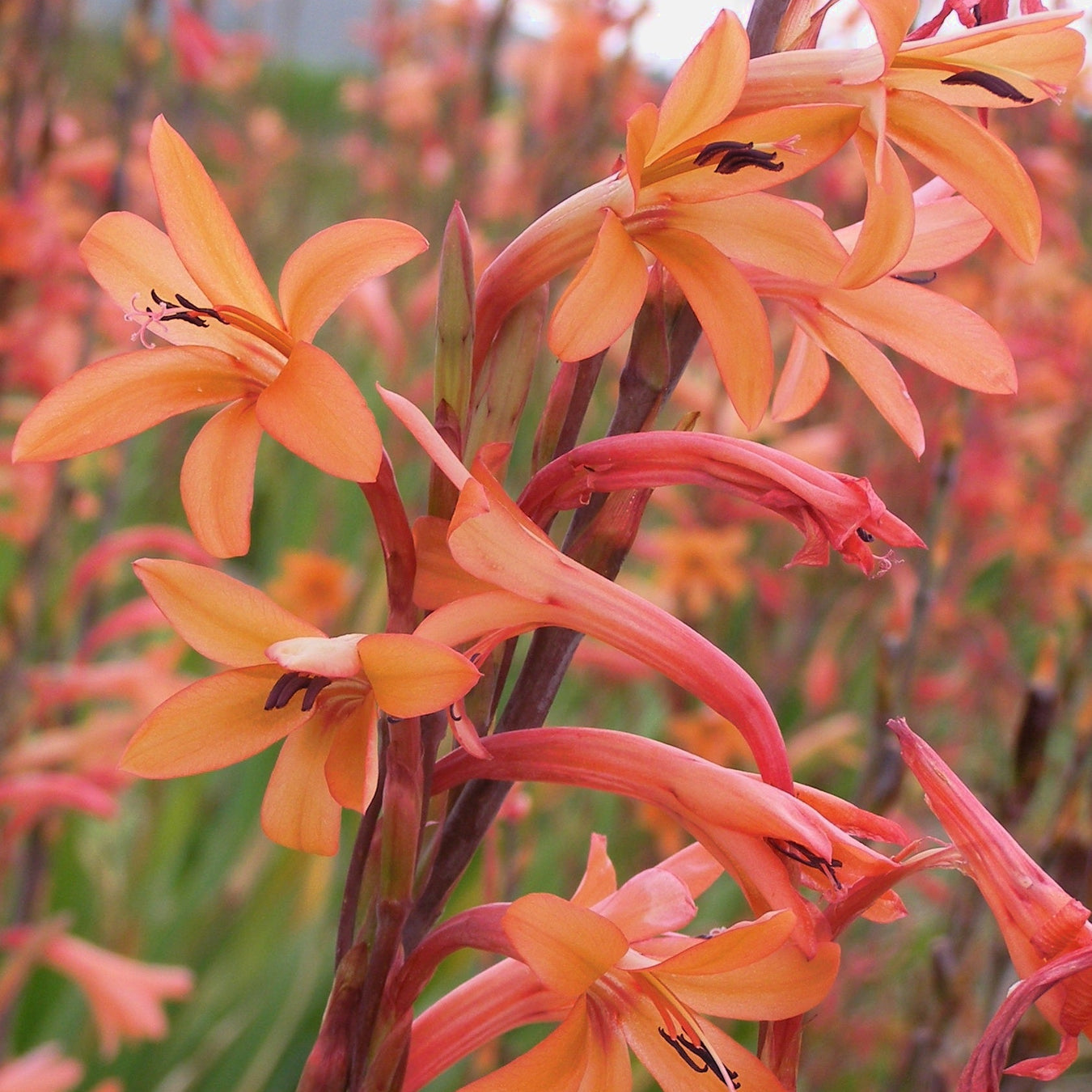 Watsonia