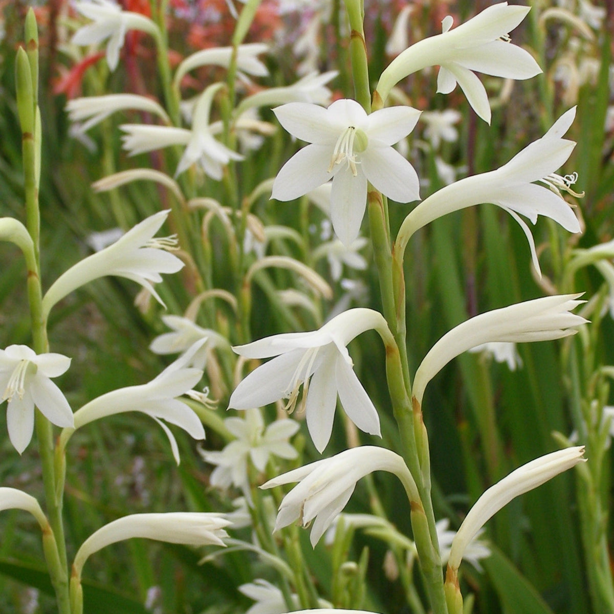 Watsonia Meriana - Vanilla Sky - 5 bulbs p-pack — Hadeco.co.za