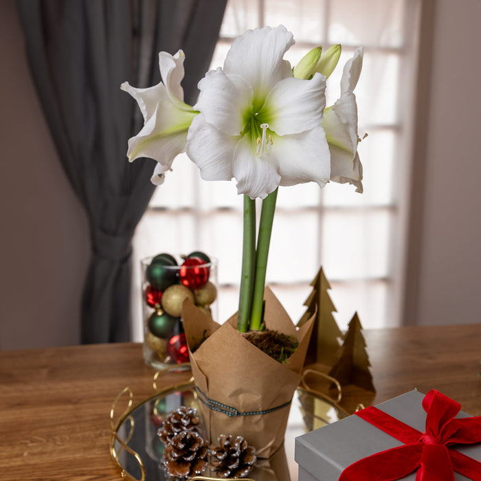 Potted amaryllis - White