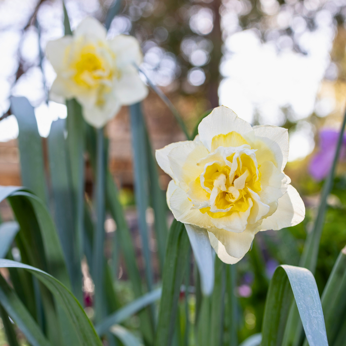 Narcissus (daffodil) - White Lion - 5 bulbs p-pack
