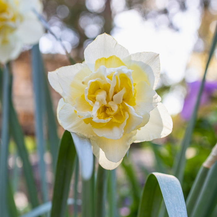 Narcissus (daffodil) - White Lion - 5 bulbs p-pack