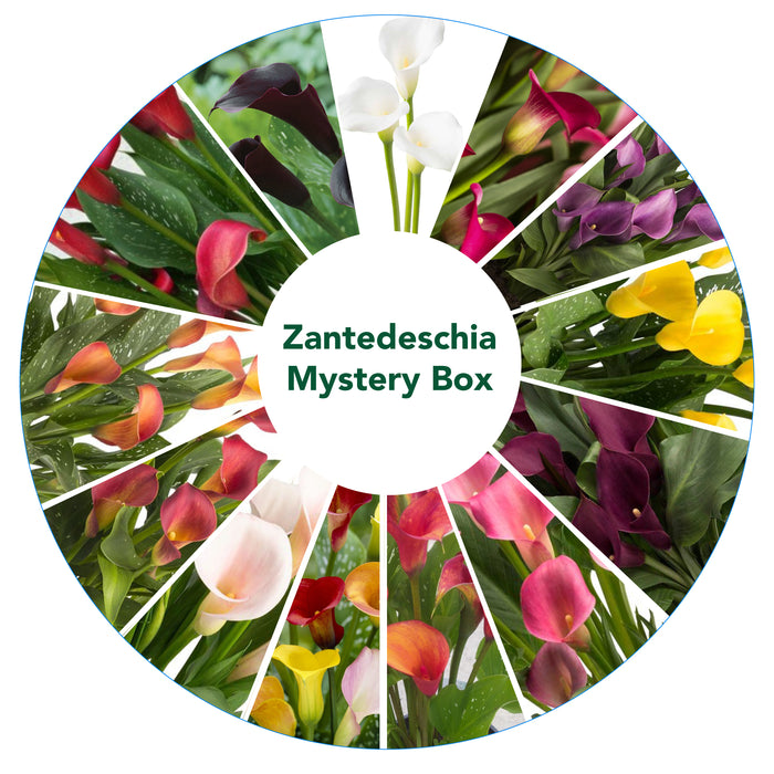 Mystery Box 5 packets - Dahlias or Zantedeschia (calla lilies) - 2 Options