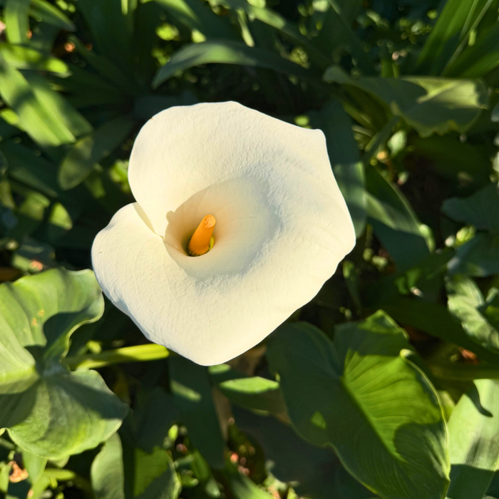 Zantedeschia aethiopica (calla lily)- 4 bulbs p-pack