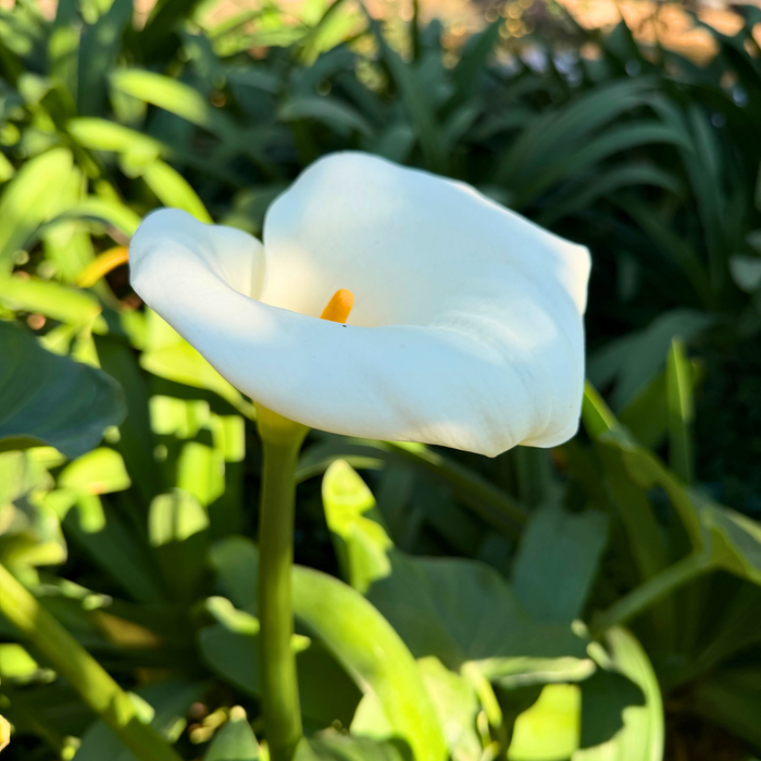 Zantedeschia aethiopica (calla lily)- 4 bulbs p-pack