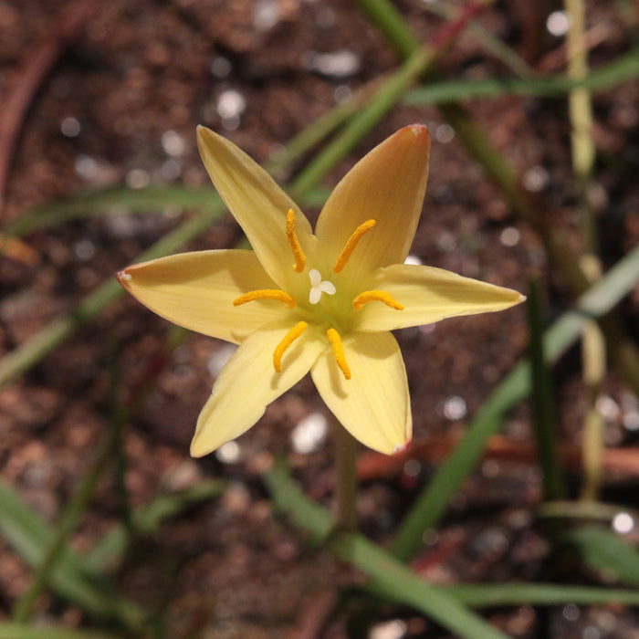 Zephyranthes - Yellow - 30 bulbs p-pack