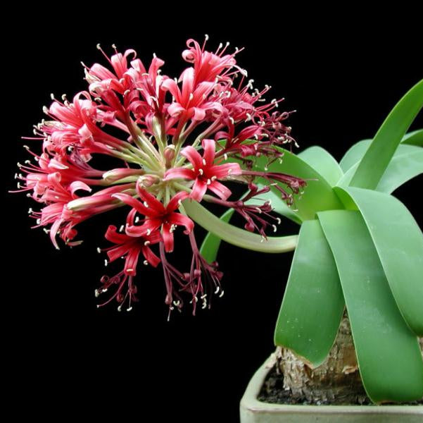 Ammocharis coranica - Karoo Lily - 2 bulbs p-pack