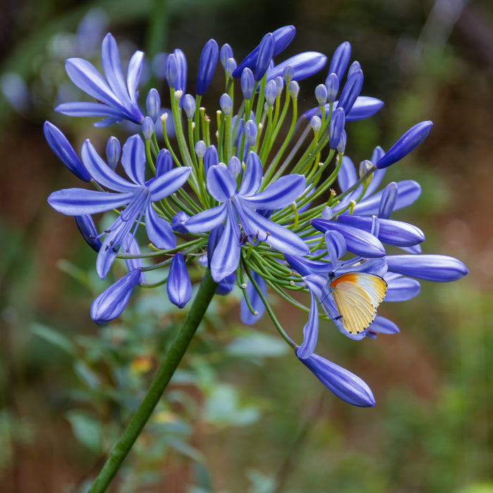Agapanthus praecox - Blue - 5 bulbs p-pack