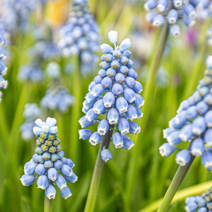 Muscari - Blue Pearl - 20 bulbs p-pack
