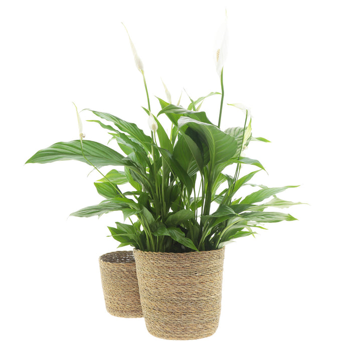 1x Seagrass Basket