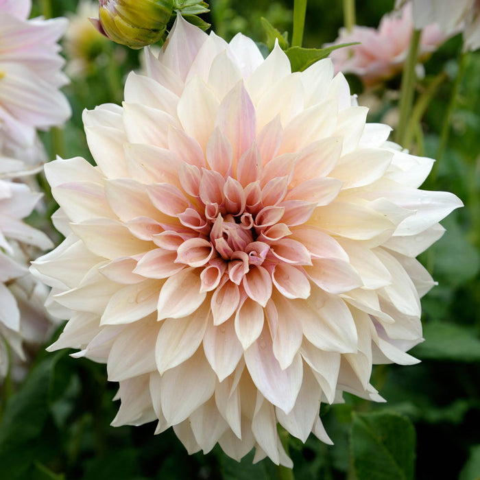 Dahlia Decorative - Cafe Au Lait - 1 bulb p-pack