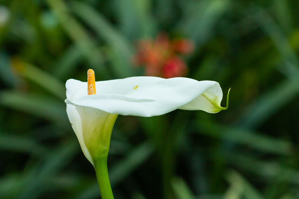 Zantedeschia aethiopica - 1 plant p-pack