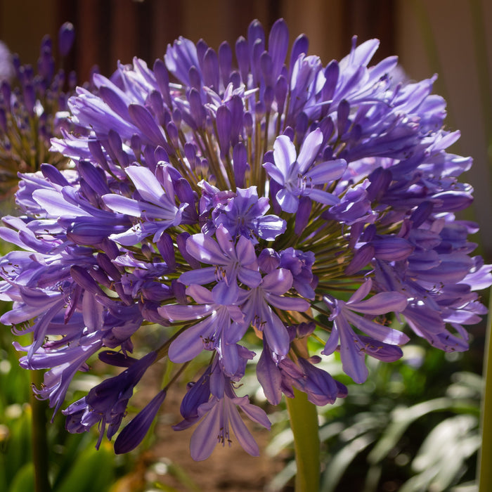 Agapanthus praecox - Blue - 5 bulbs p-pack