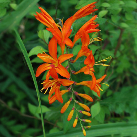 Crocosmia