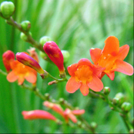 Crocosmia