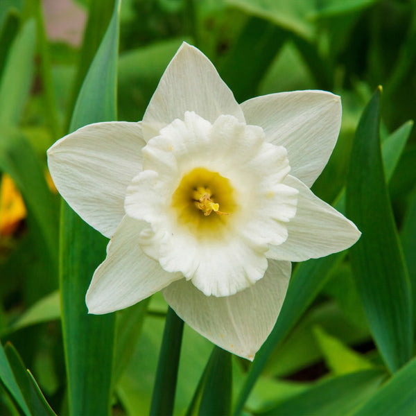 Narcissus / Daffodil