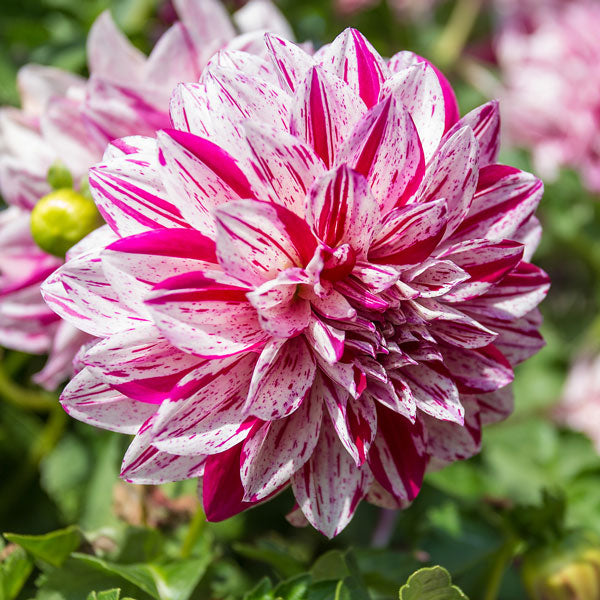 Dahlia Prince Valiant- 1 bulb p-pack