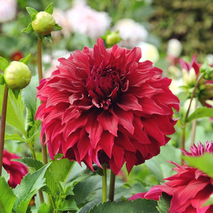 Dahlia Spartacus - 1 bulb p-pack