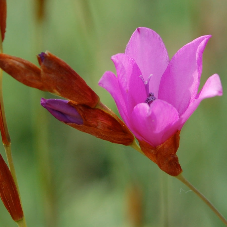 Dierama