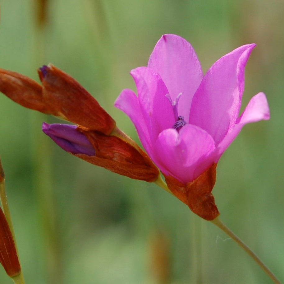 Dierama