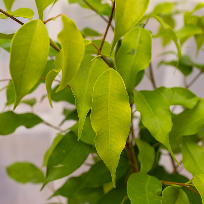 Ficus 'Reginald'  - 15cm pot