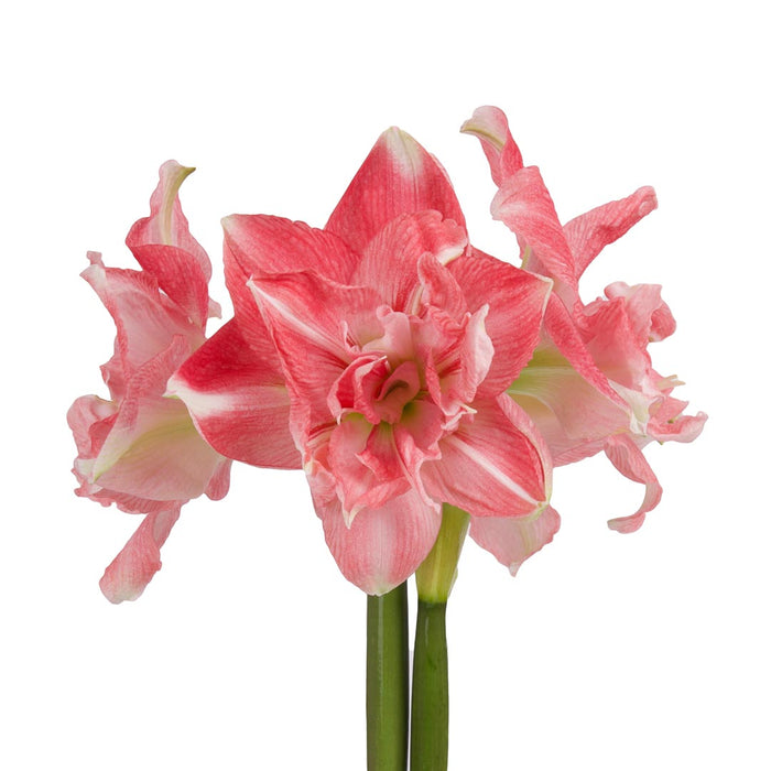 Amaryllis Symphony Double - First Love® - 1 bulb