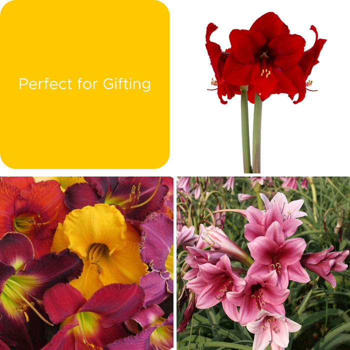 Perfect for Gifting - November